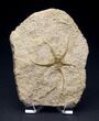 Museum Worthy Brittle Star Fossil - Wide #14833-1